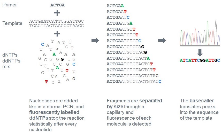 Sanger Sequencing Principle