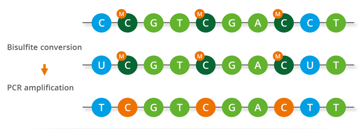 Bisulfite sequencing on sale