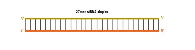 27mer siRNA